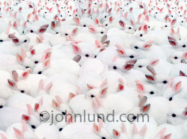 An endless sea of bunny rabbits are a perfect metaphor for reproduction and distribution in the digital age.