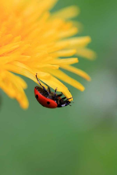 008 Dandelion and Ladybird